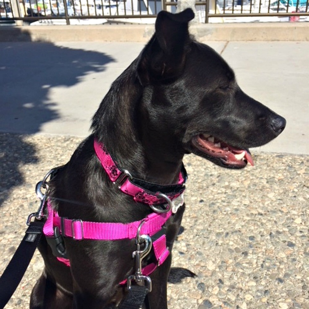Freedom Training Dog Lead Black with Raspberry Handle image