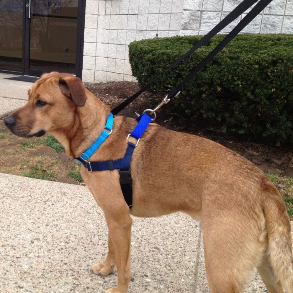 Freedom Training Dog Lead Navy with Royal Blue Handle image