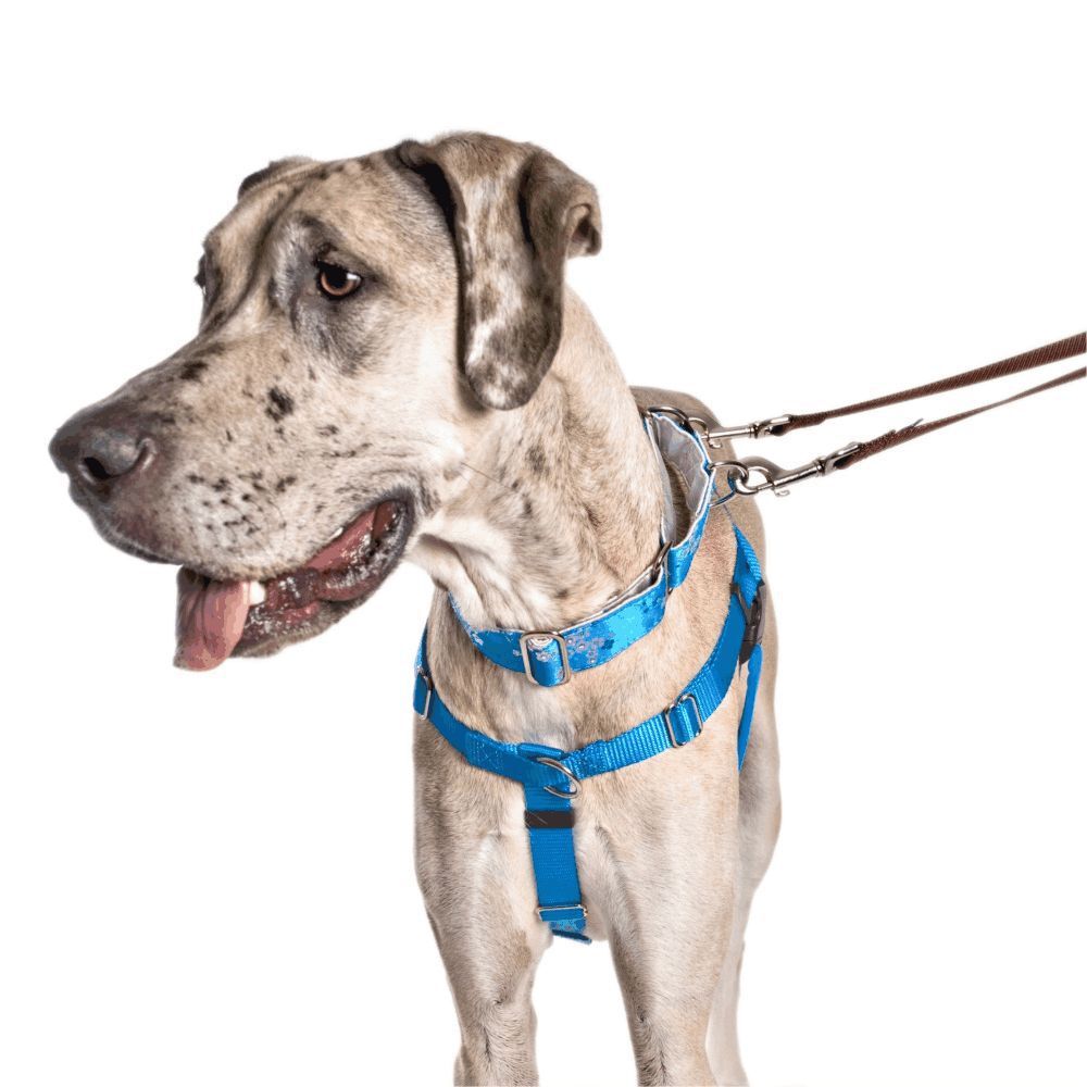 Freedom Training Dog Lead Silver with Turquoise Handle image