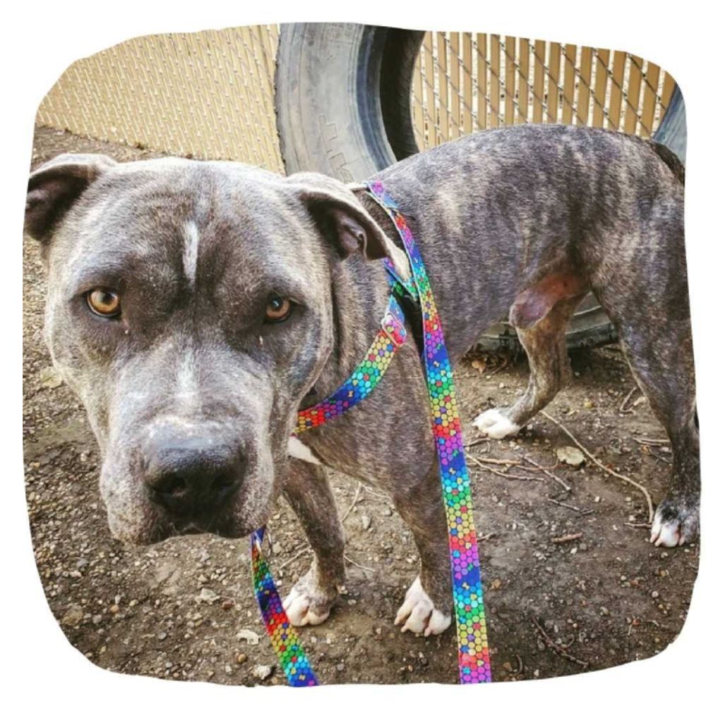 Freedom No Pull Dog Harness EarthStyle ROY G BIV (Large 2.5cm) image