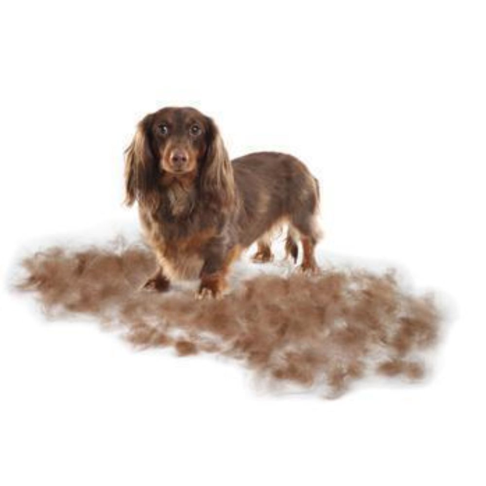 Grooming Accessories For Dogs Pittapatta Boutique