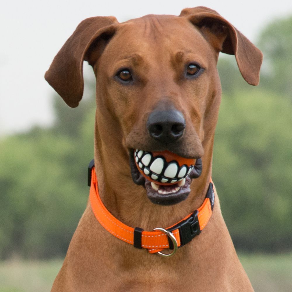 Rogz Grinz Treat Dog Ball Orange (Small) image