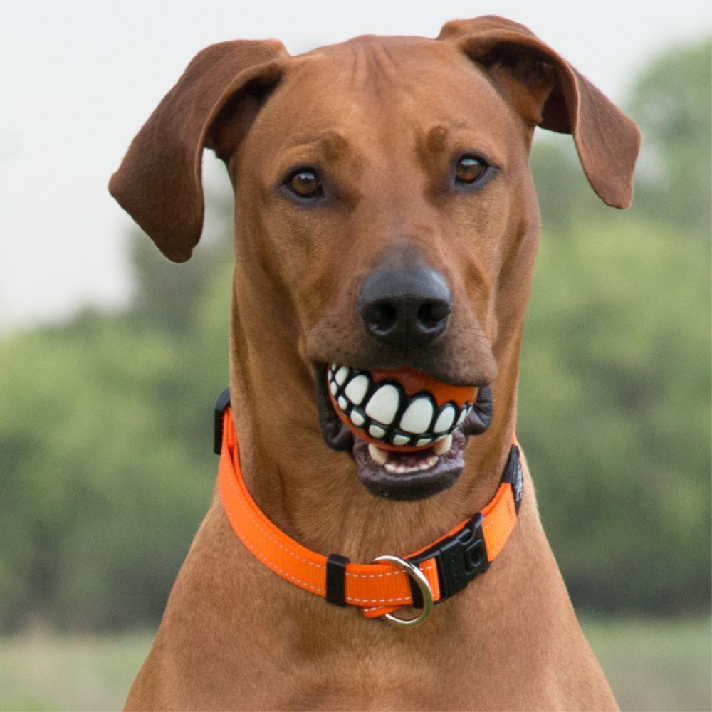 Rogz Grinz Treat Dog Ball Orange S, M, L image