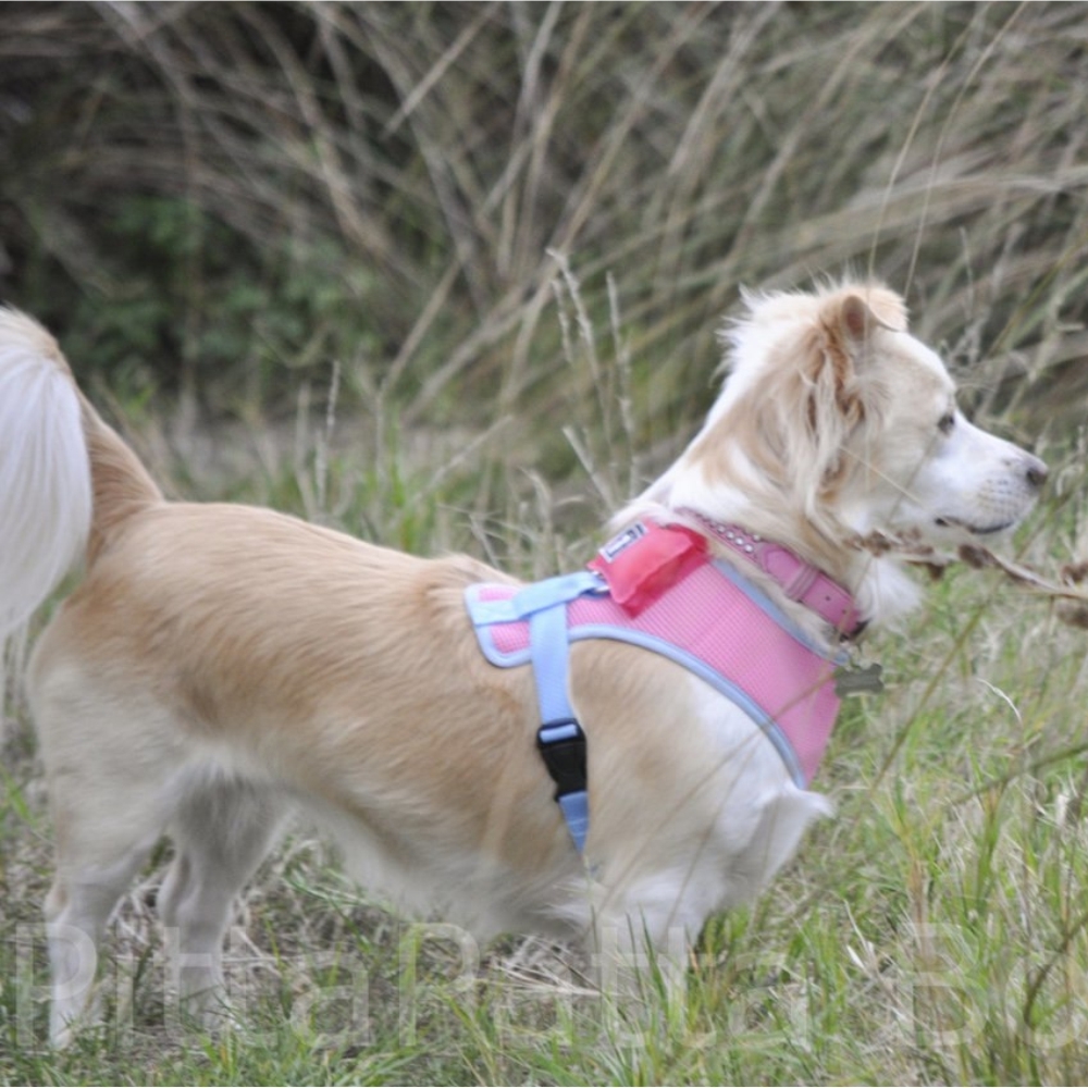 Comfy Dog Harness Caramel with Blue Trim (Large) image