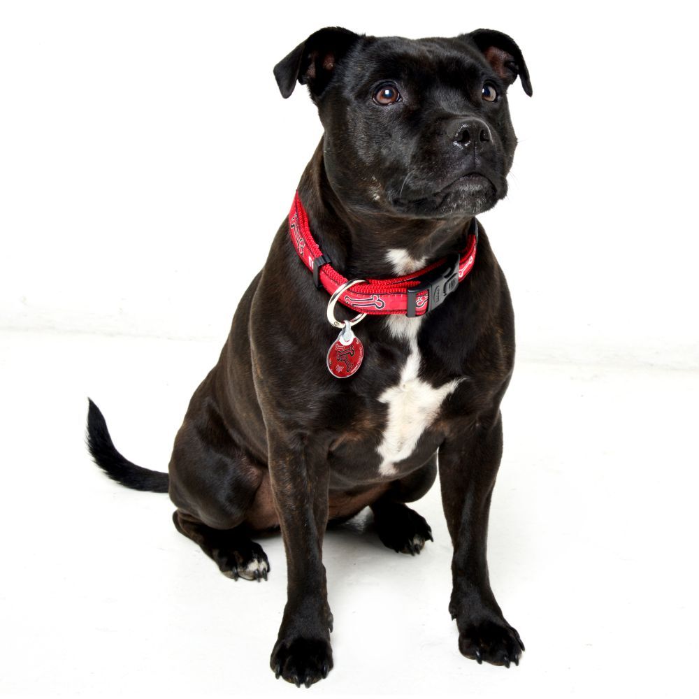 Rogz Classic Collar Fancy Dress, Red Rogz Bone Design (XLarge 43-70cm) image