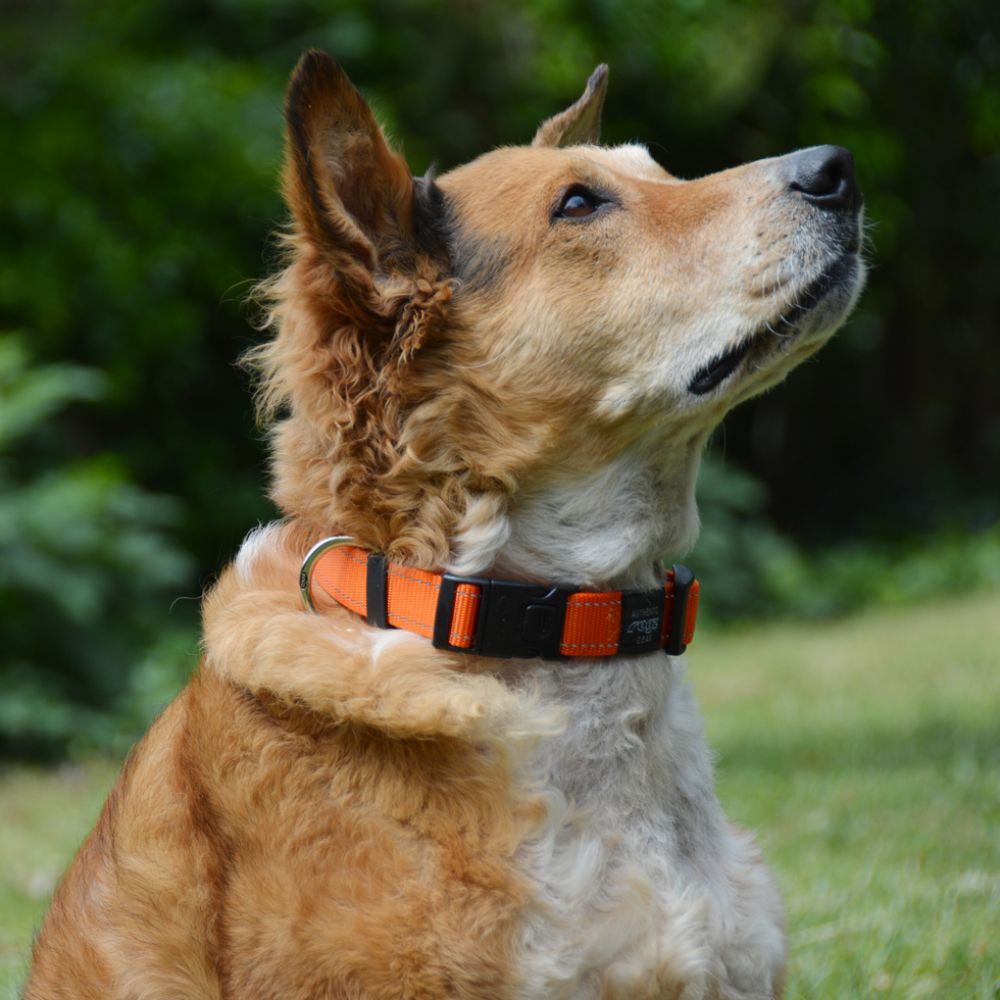 Rogz Classic Reflective Dog Collar, Orange (XSmall 16-22cm) image