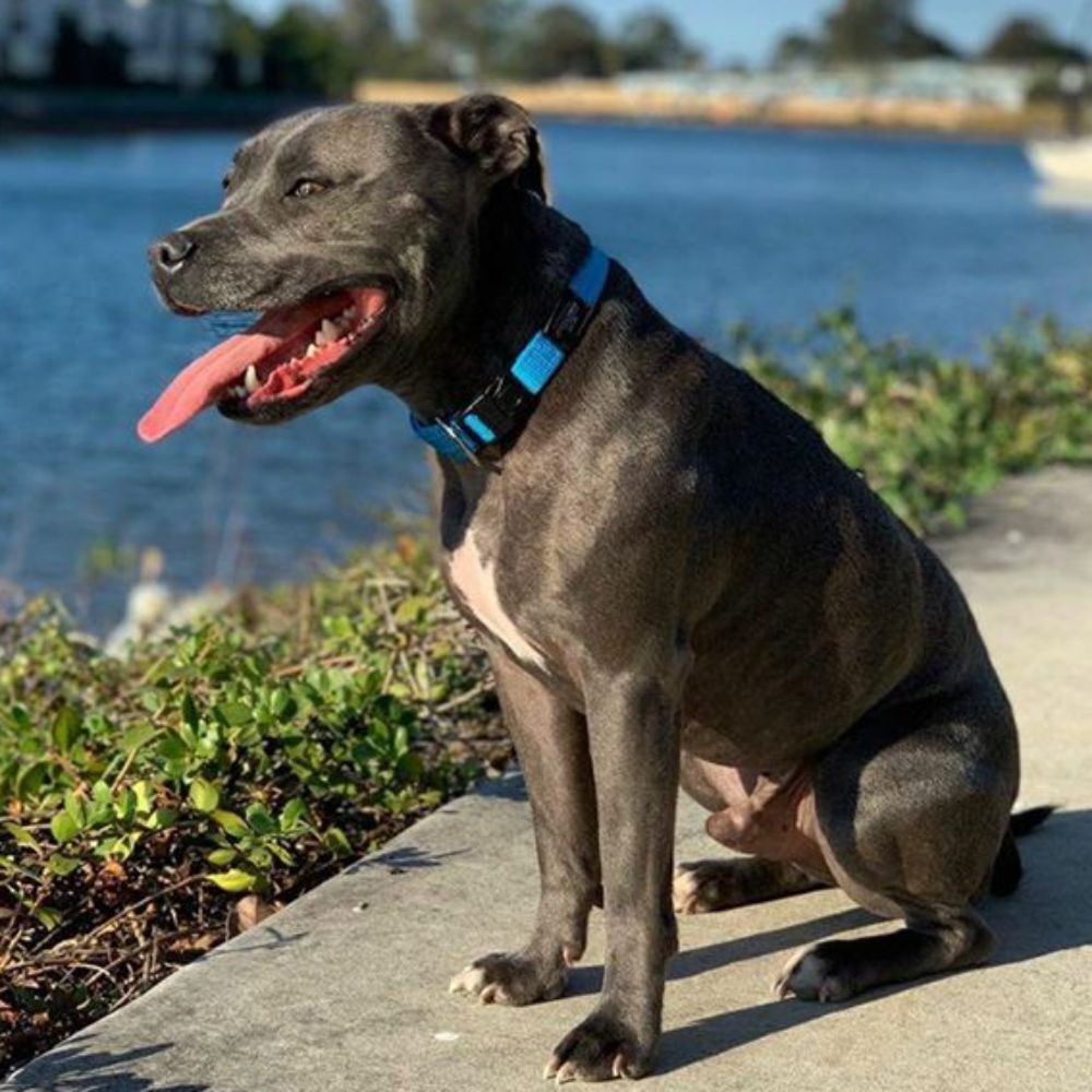 Rogz Classic Reflective Dog Collar, Turquoise (XXLarge 50-80cm) image