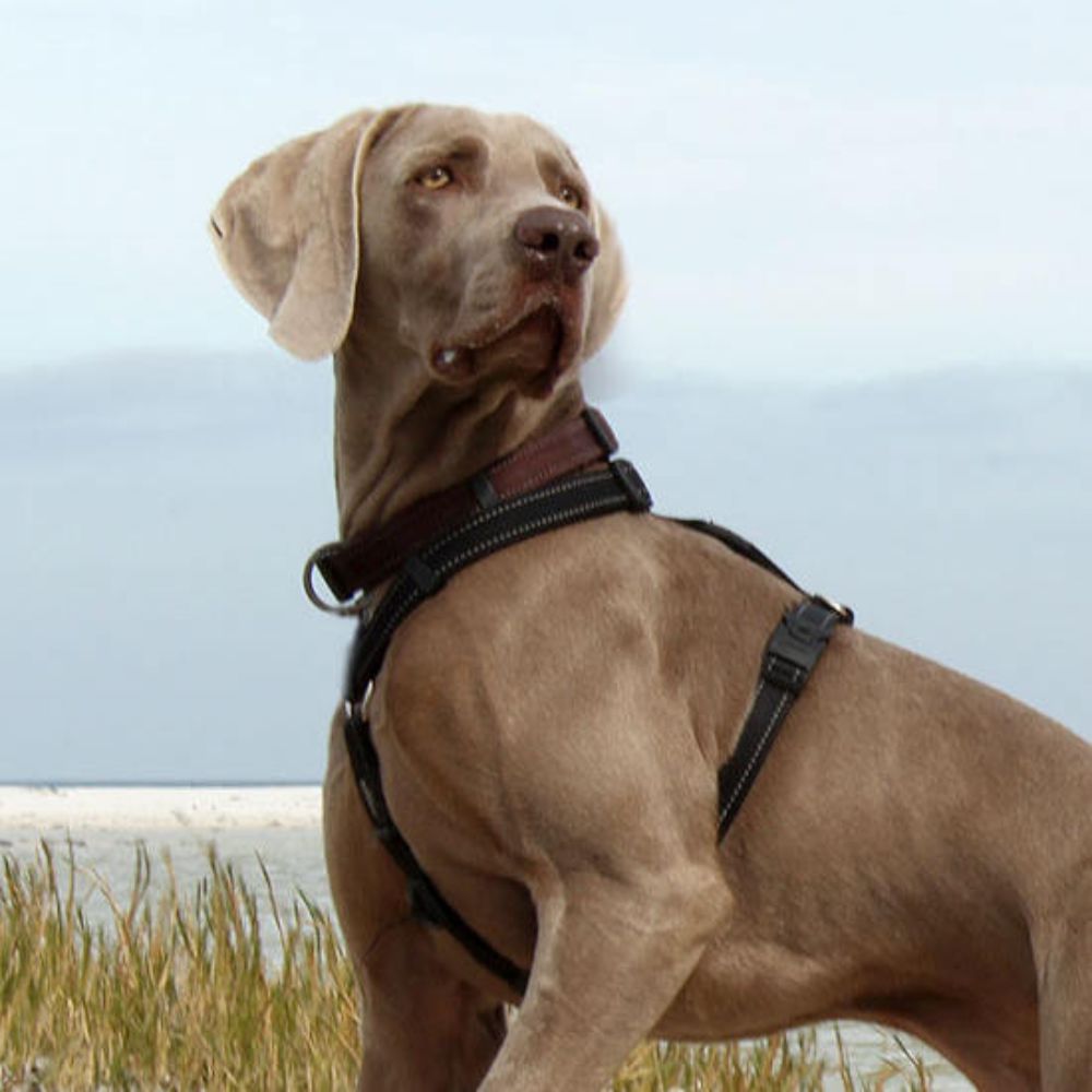 Rogz Classic Reflective Dog Collar, Brown XS, S, M, L, XL image