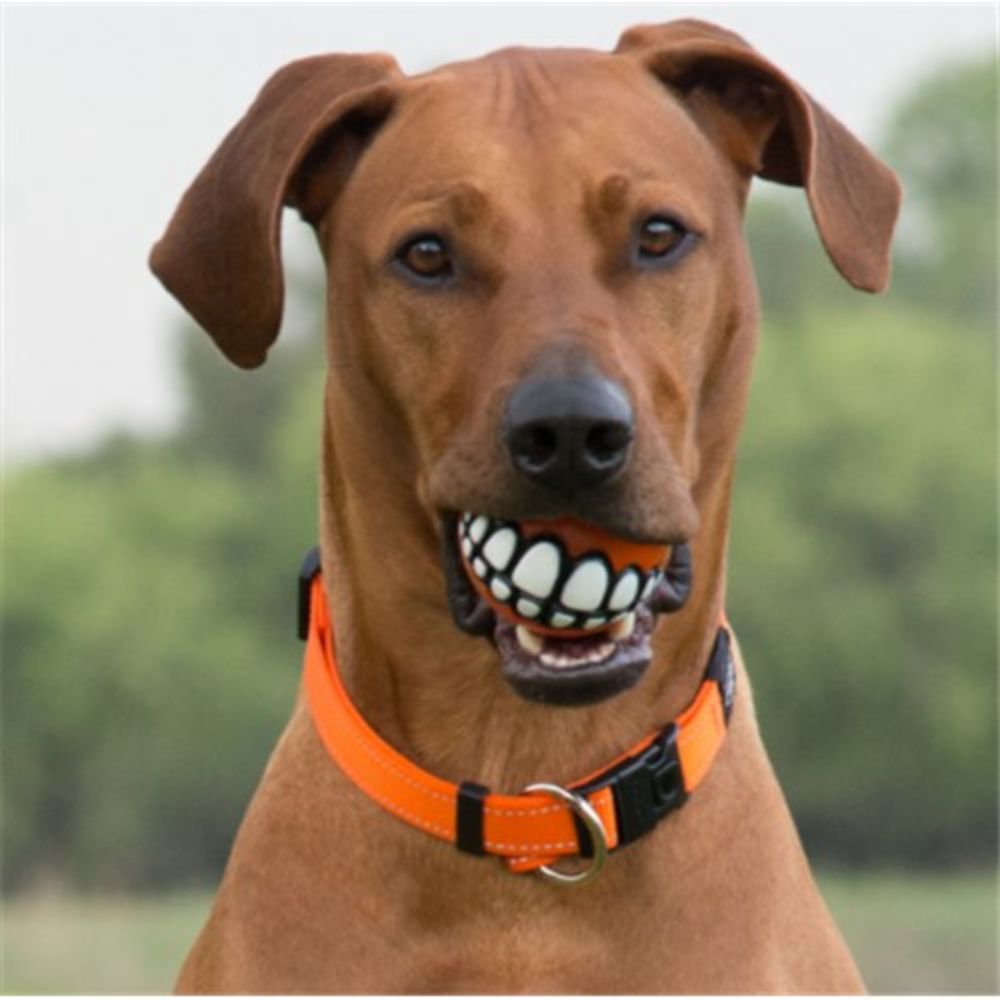 Rogz Classic Reflective Dog Collar, Orange XS, S, M, L, XL, XXL image