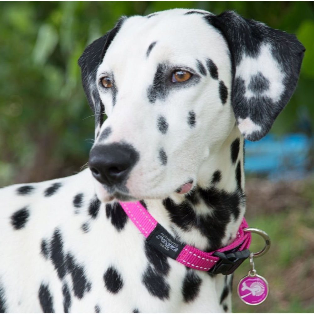 Rogz Classic Reflective Dog Collar, Pink XS, S, M, L, XL, XXL image