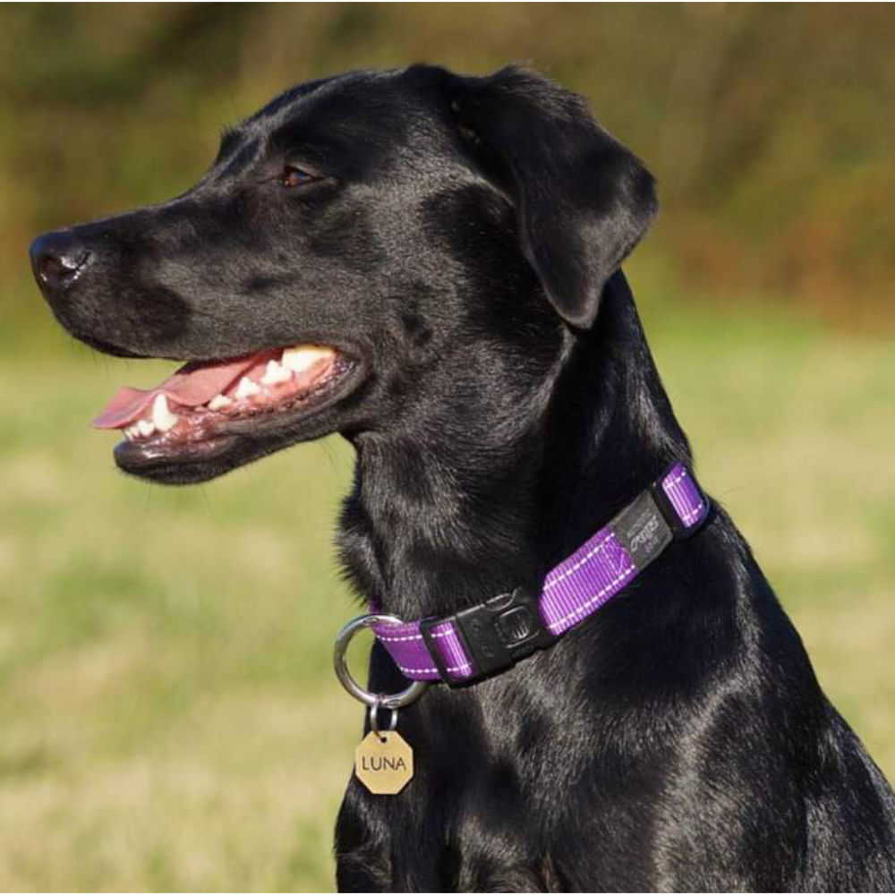 Rogz Classic Reflective Dog Collar, Purple XS, S, M, L, XL, XXL image