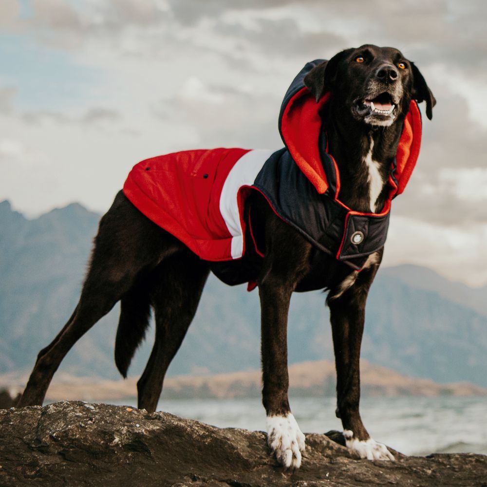 Huskimo Mt Buller Navy Red Dog Coat with Removable Hood (67cm) image