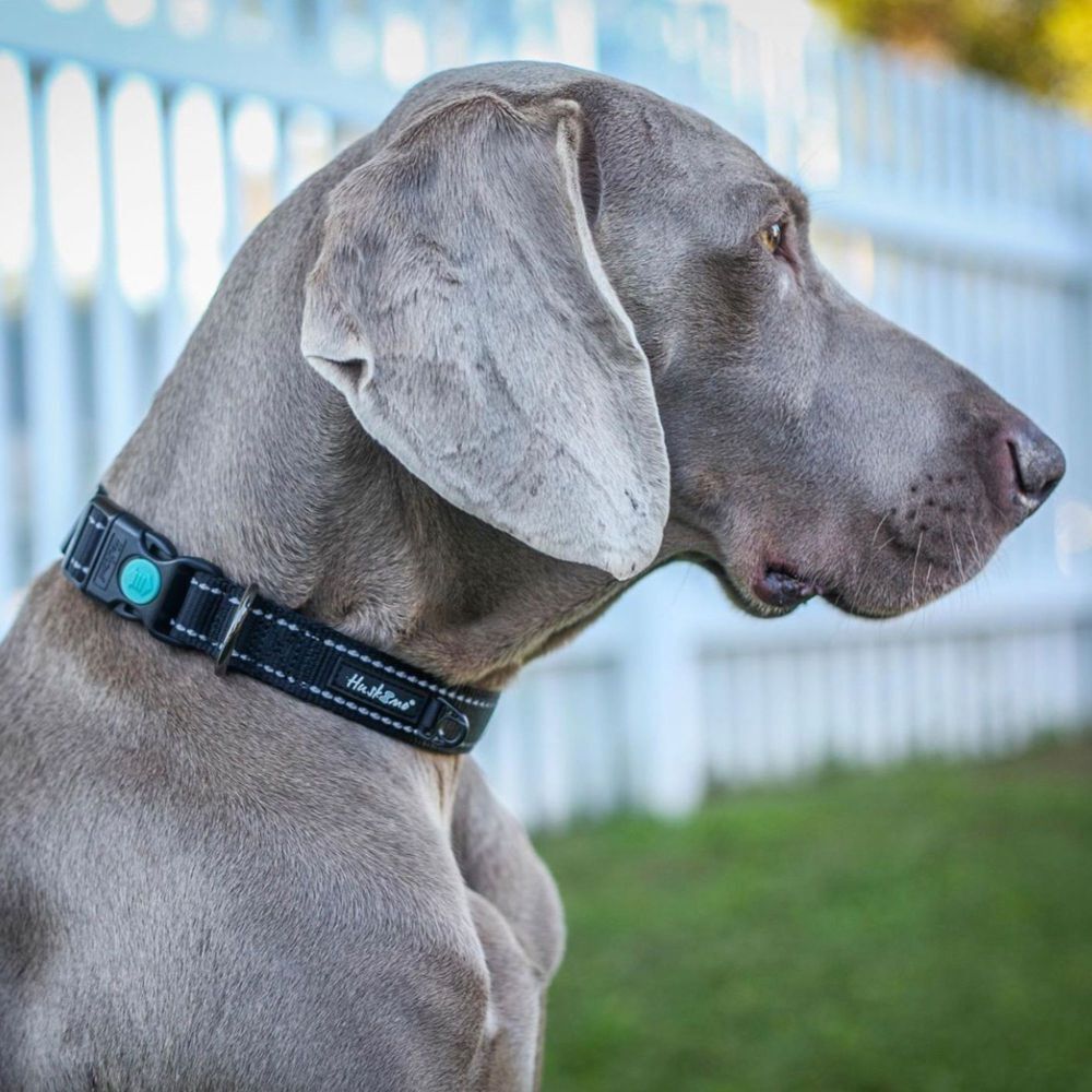 Huskimo Trekpro Dog Collar Dark Sky XS, S, M, L, XL image