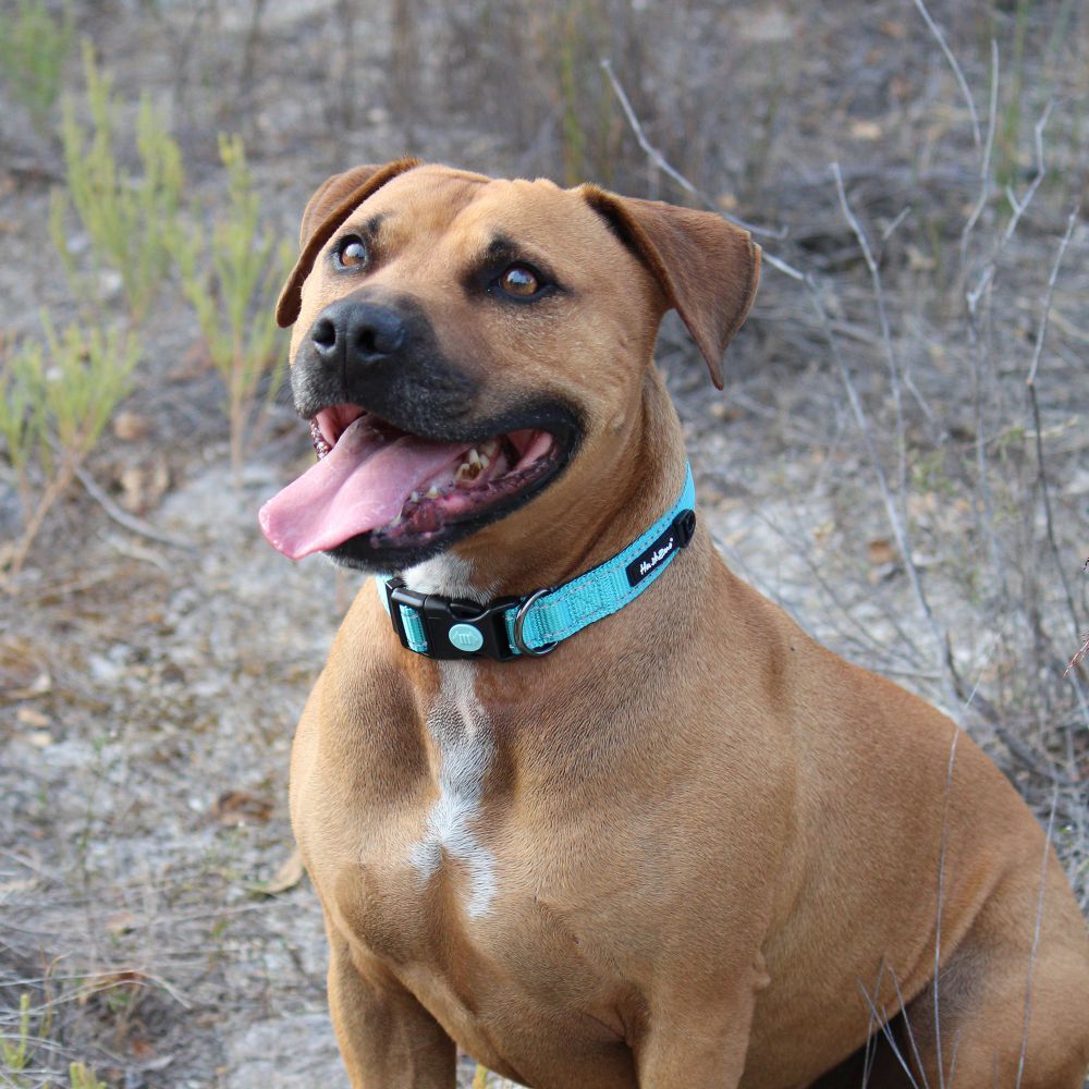 Huskimo Trekpro Dog Collar Bells Beach  (Medium) image