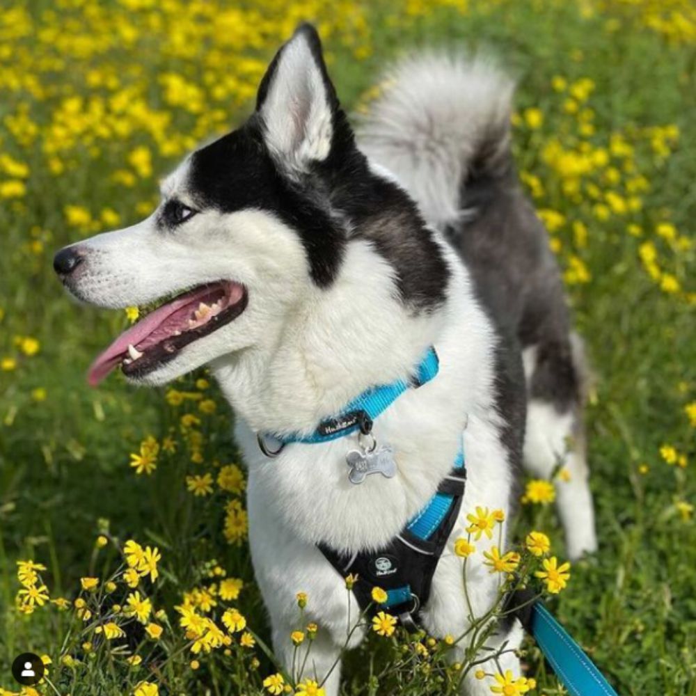 Huskimo Trekpro Dog Collar Bells Beach (XSmall) image