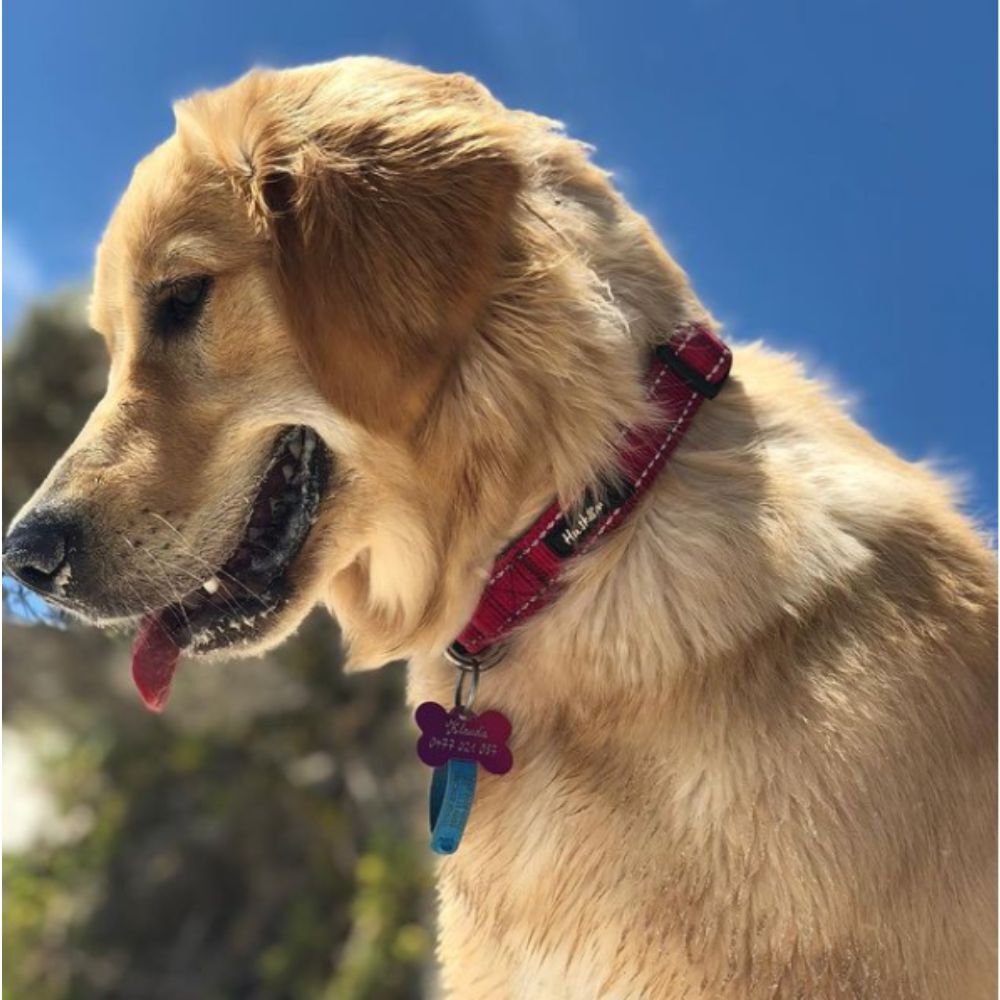 Huskimo Trekpro Dog Collar Uluru Red XS, S, M, L, XL image