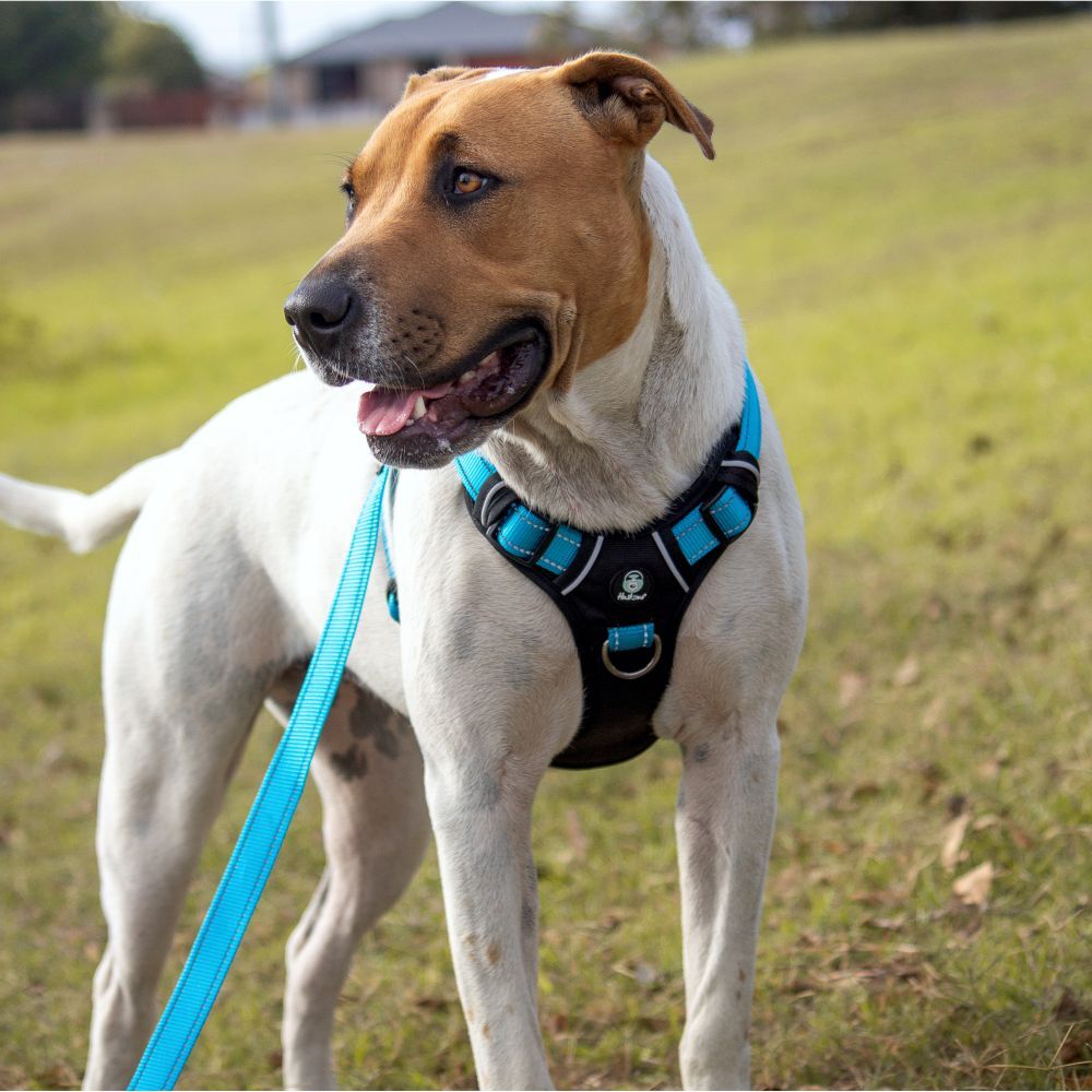 Huskimo Ultimate Dog Harness Bells Beach (XLarge) image
