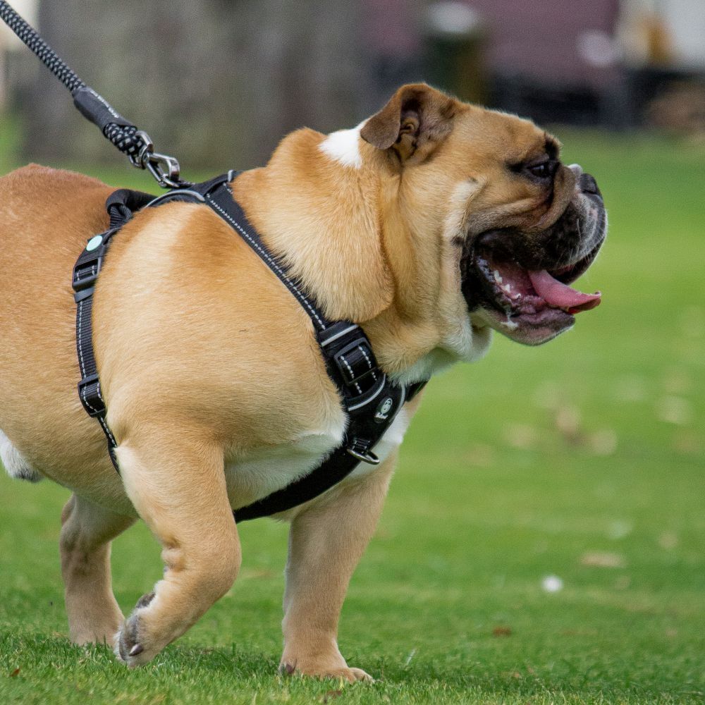 Huskimo Ultimate Dog Harness Dark Sky (Small) image