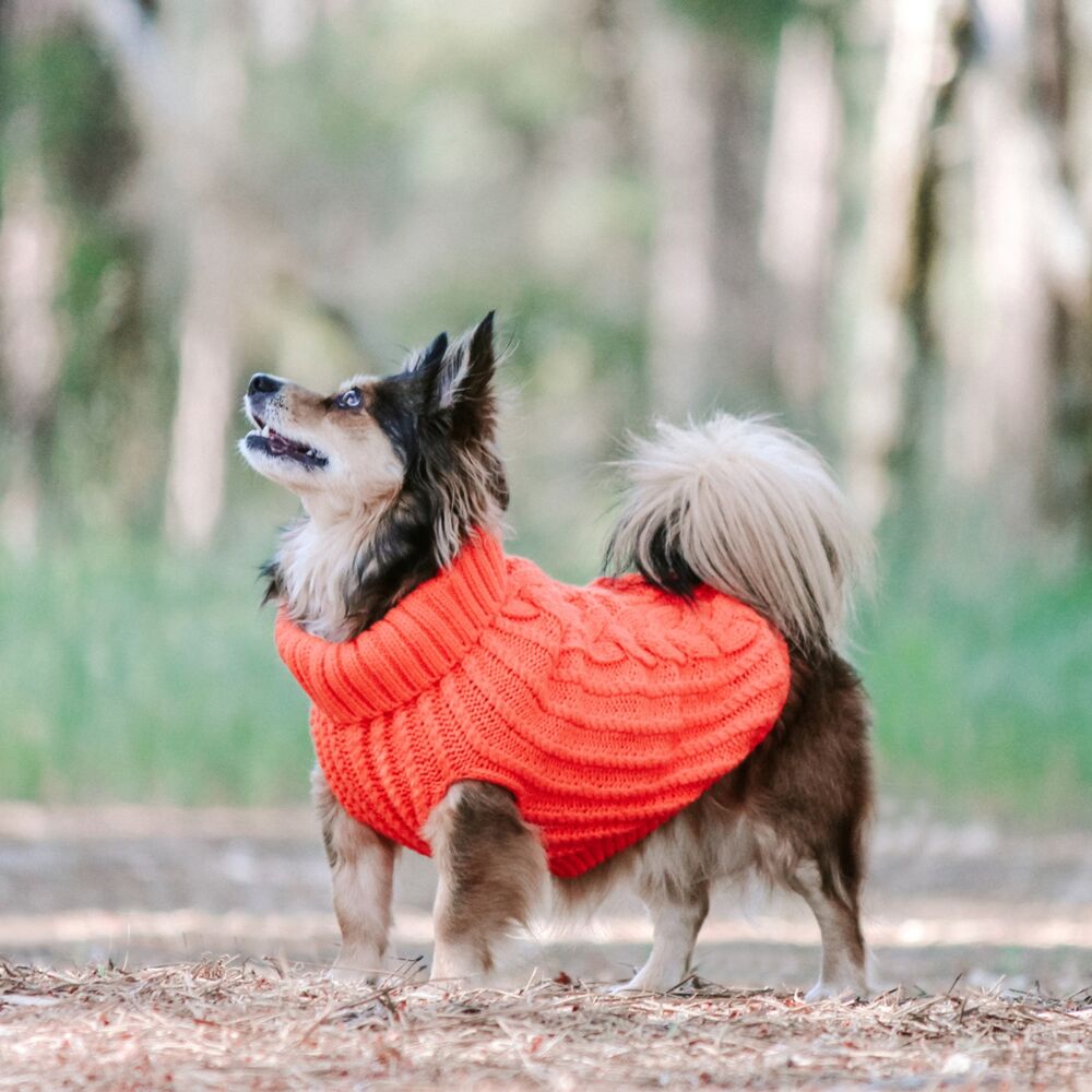 Huskimo Cali Knit Tangerine Dog Jumper (27cm) image