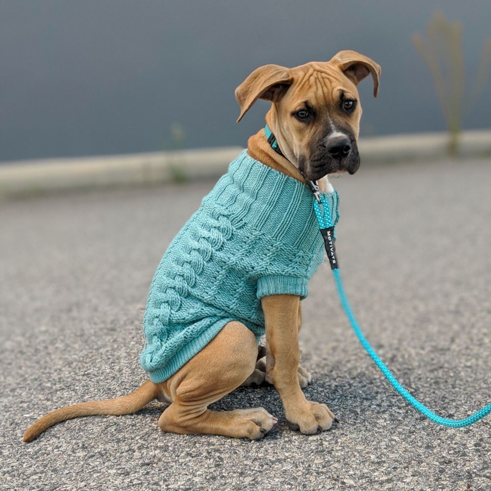 Huskimo French Knit Sea Green Dog Jumper (67cm) image