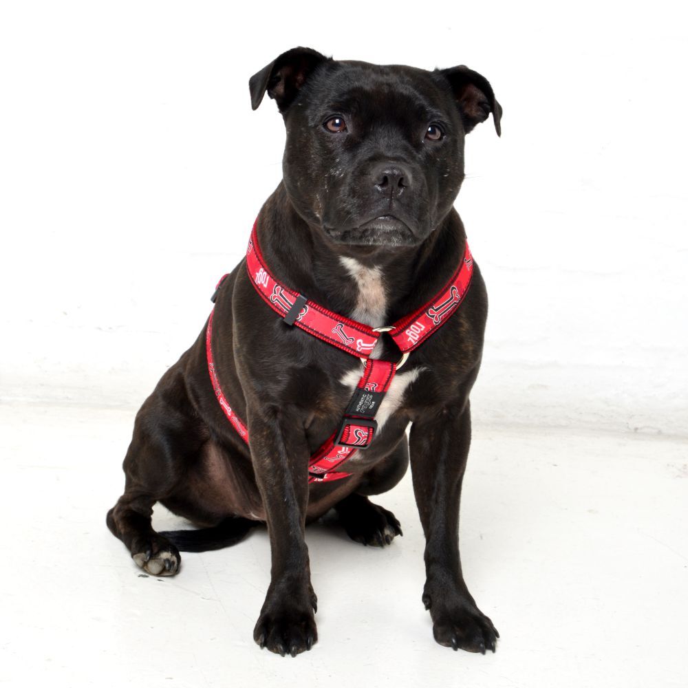 Rogz Classic Lead Fancy Dress, Red Rogz Bone Design (Large) image