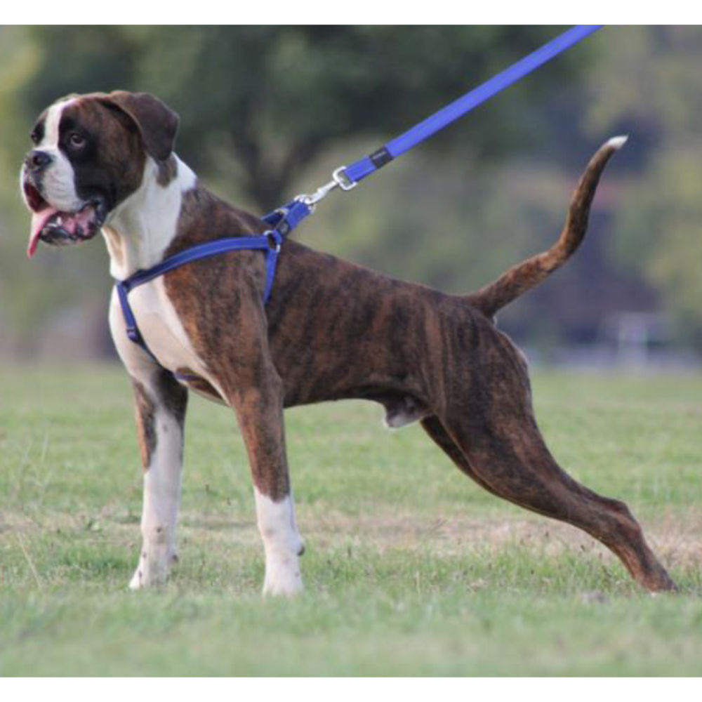Rogz Classic Reflective Dog Lead, Blue (XLarge) image