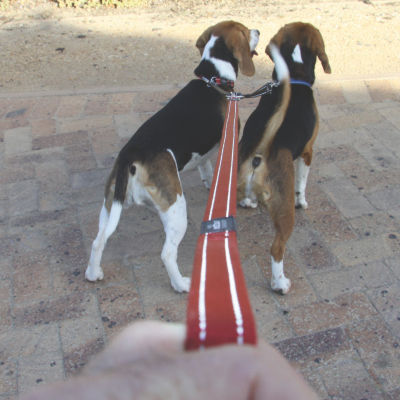 Rogz Classic Reflective Dog Lead, Red (XLarge) image