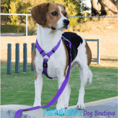 Rogz Classic Reflective Dog Lead, Purple (Large) image