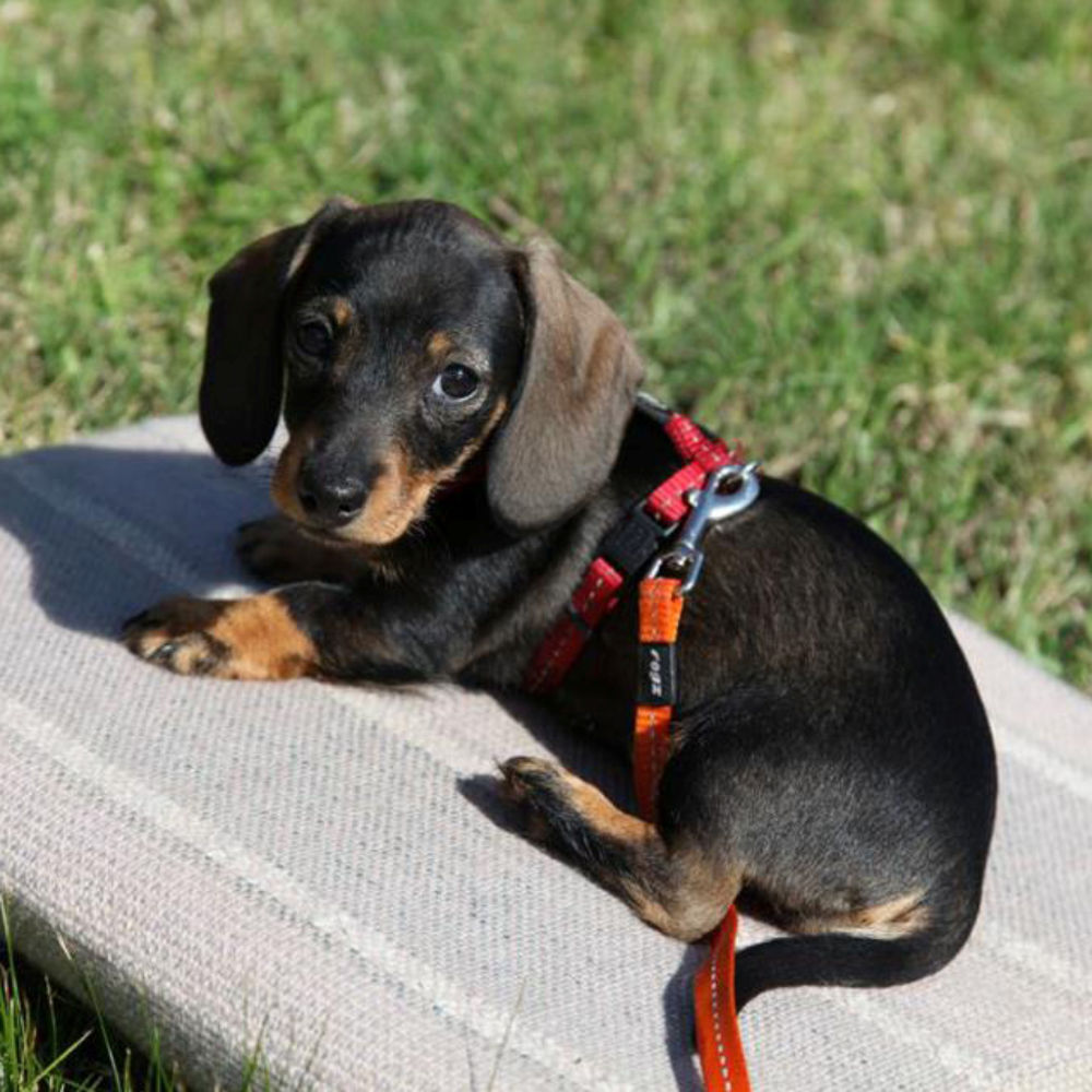 Rogz Classic Reflective Dog Lead, Red (Small) image