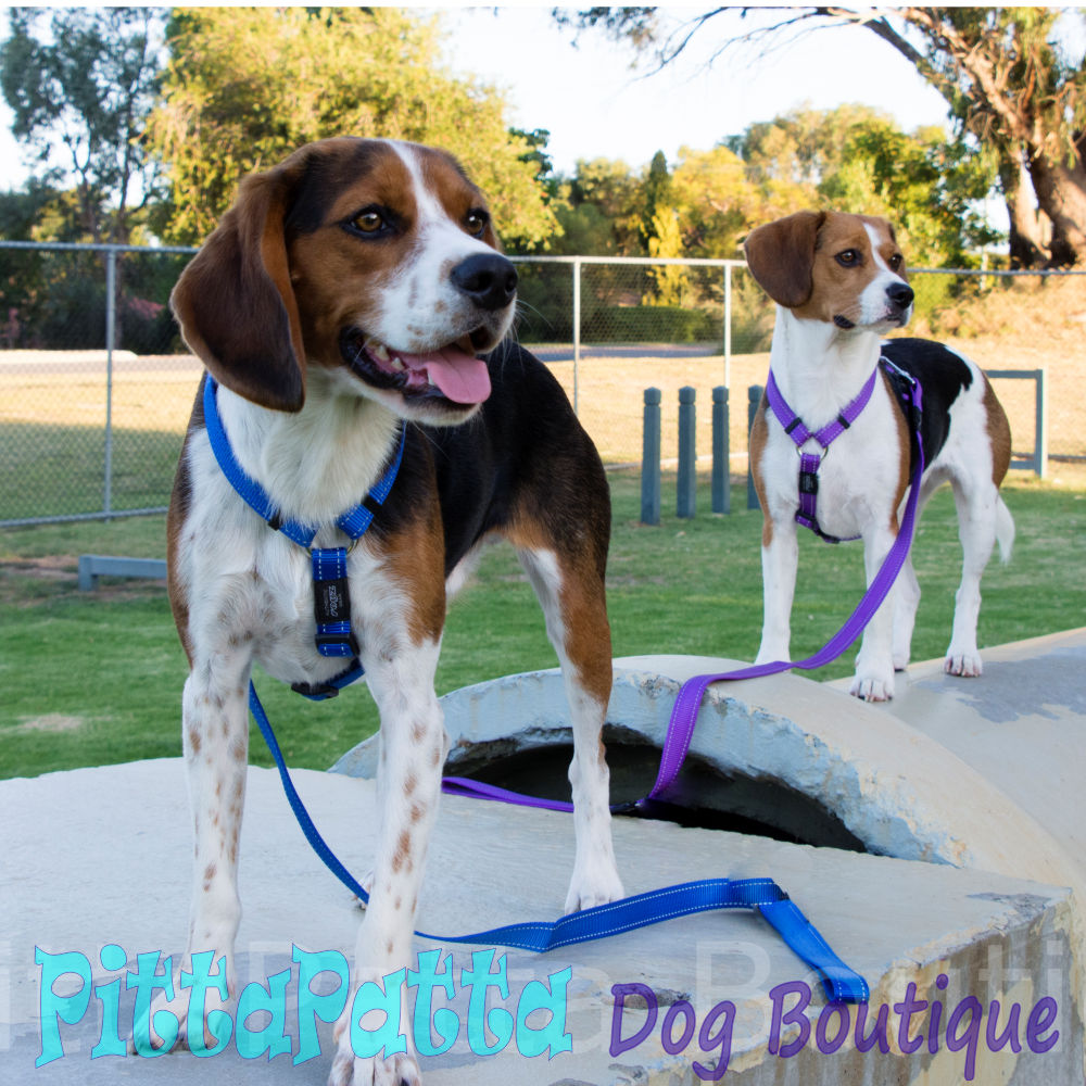 Rogz Classic Reflective Dog Lead, Blue S, M, L, XL image