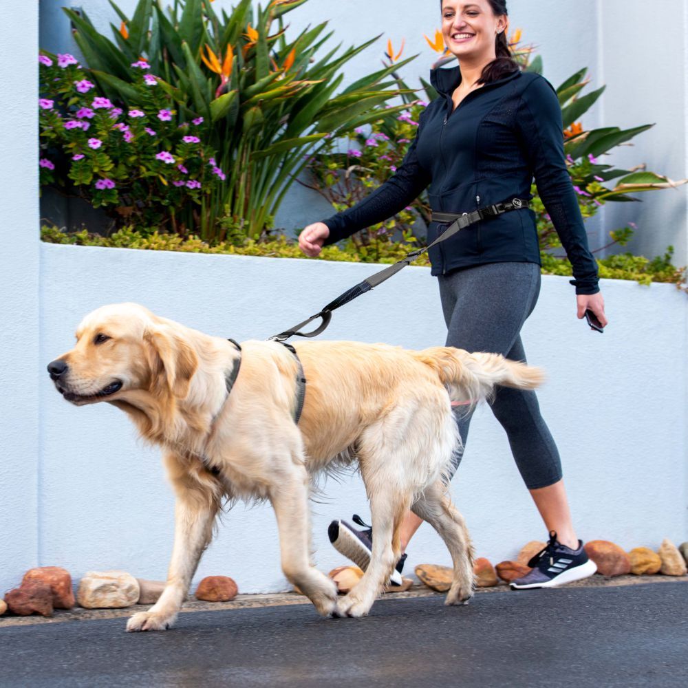 Rogz Speciality Hands free Dog Lead Black M, L, XL image