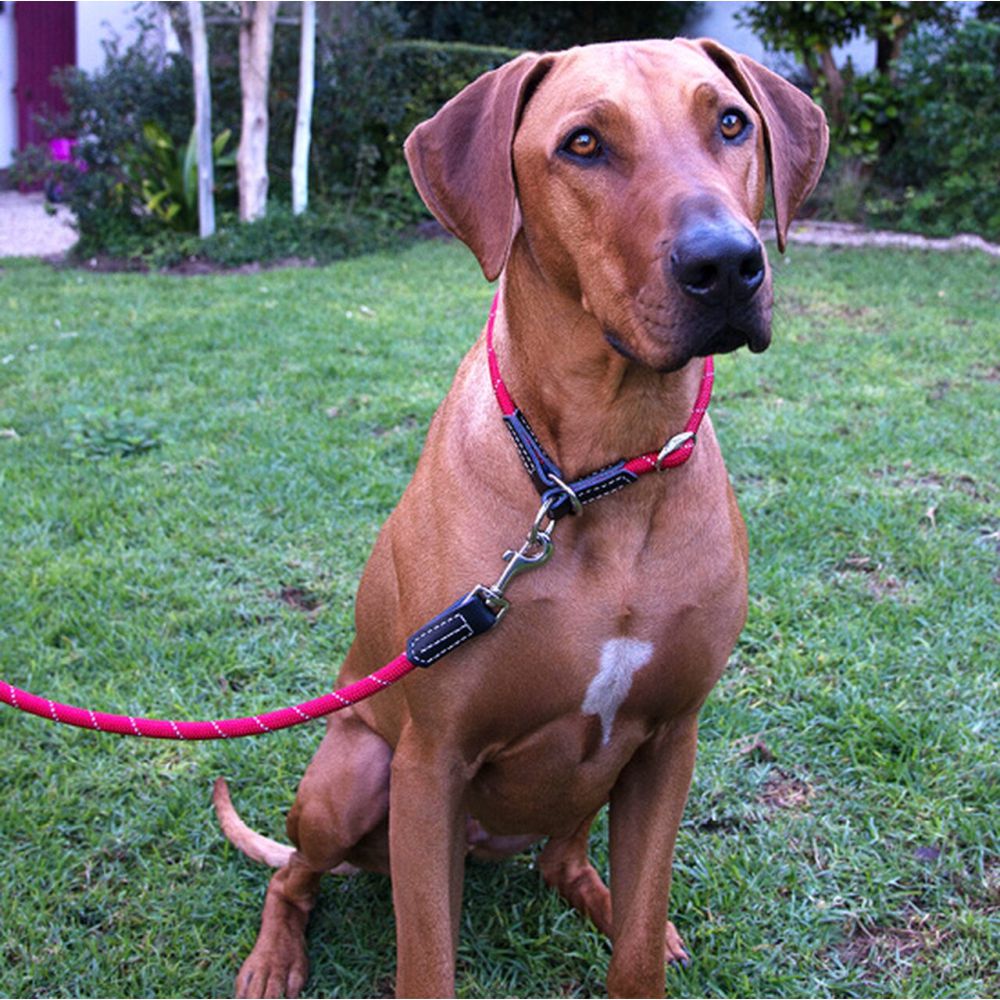 Rogz Rope Dog Lead 12mm x 180cm (Black) image