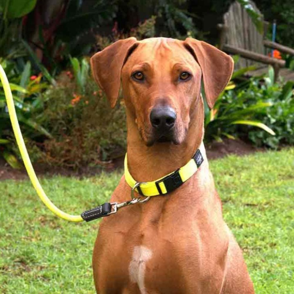 Rogz Rope Dog Lead Red, Blue, Yellow, Pink & Black 6mm x 180cm image