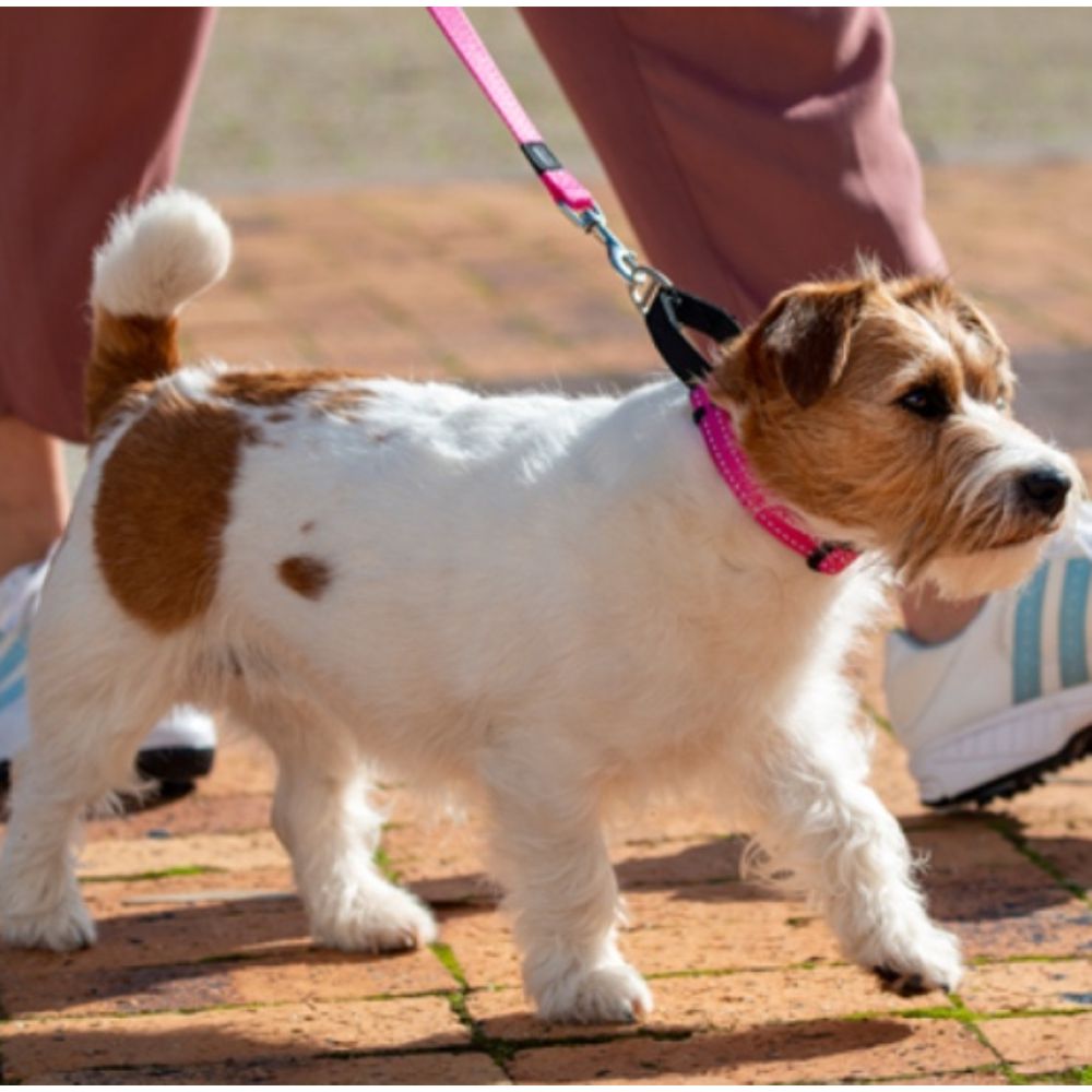 Rogz Classic Reflective Dog Lead, Pink S, M, L, XL image