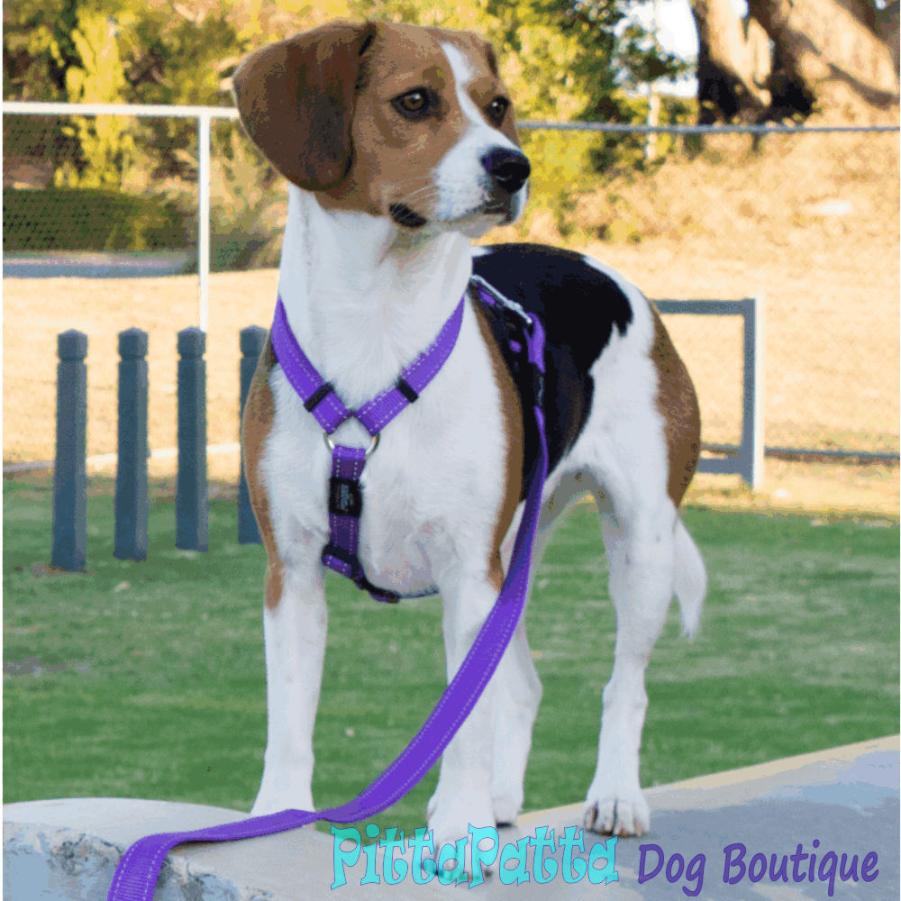 Rogz Classic Dog Lead Reflective Stitching, Purple S, M, L, XL image