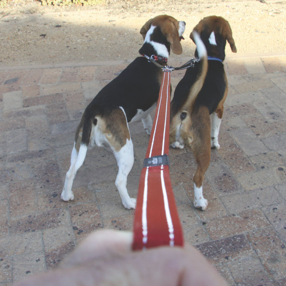 Rogz Classic Reflective Dog Lead, Red S, M, L, XL image