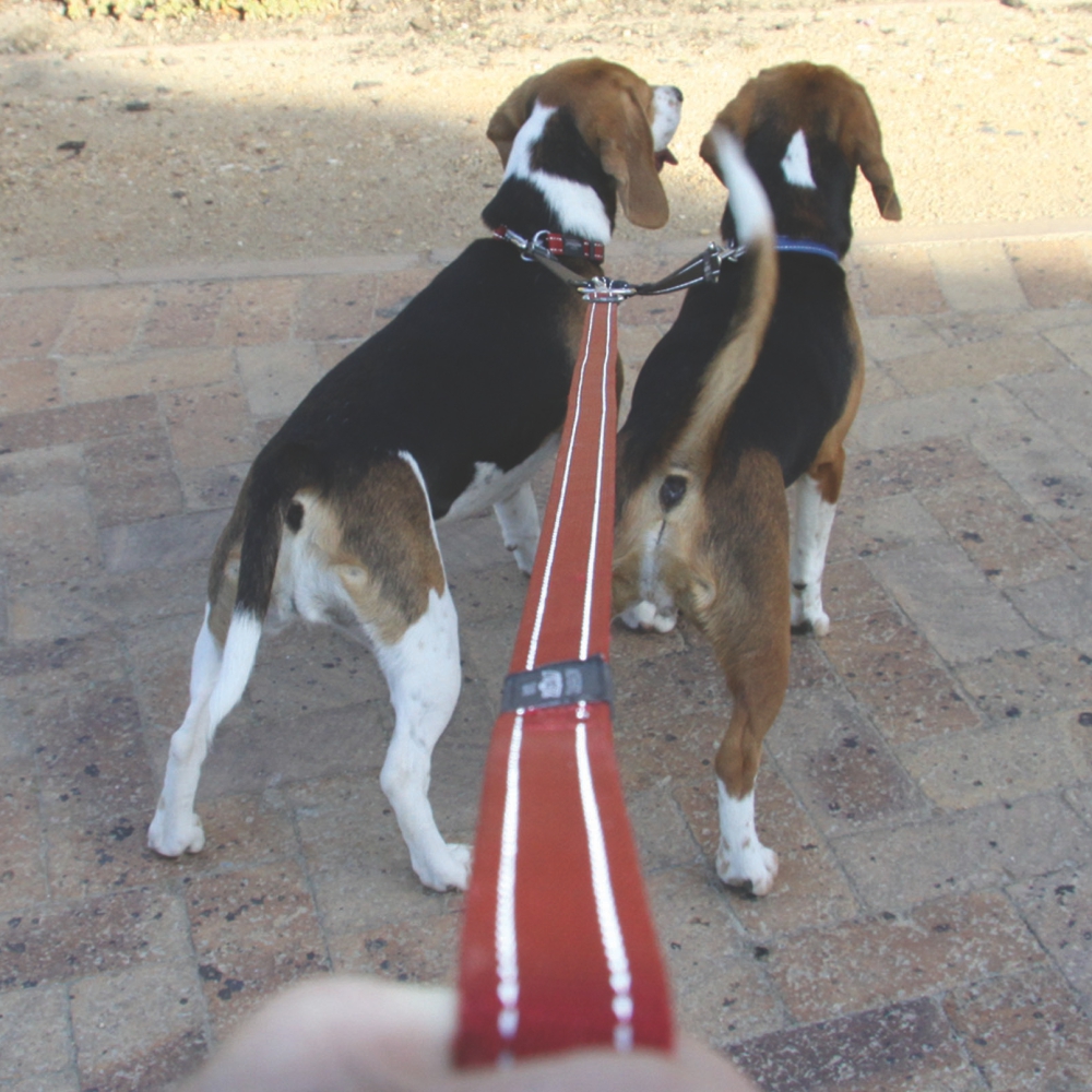 Rogz Double Split Lead Reflective Red M, L, XL image