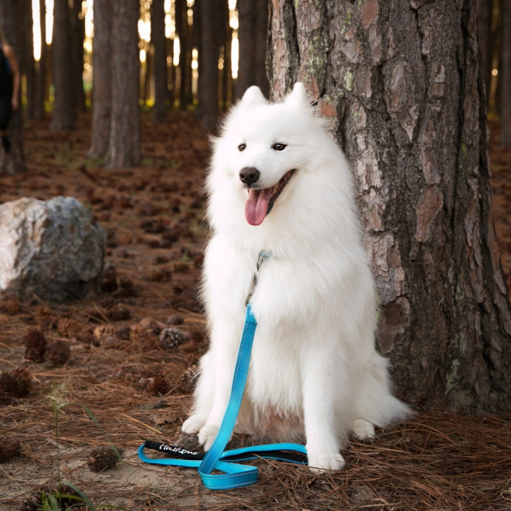 Huskimo Trekpro Dog Lead Bells Beach Mini, Small, Large image