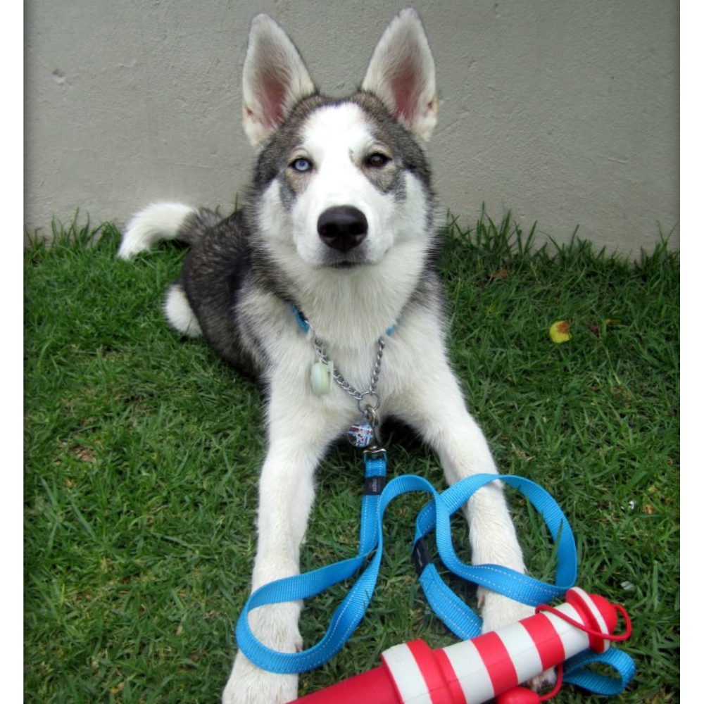 Rogz Classic Reflective Dog Lead, Turquoise S, M, L, XL image