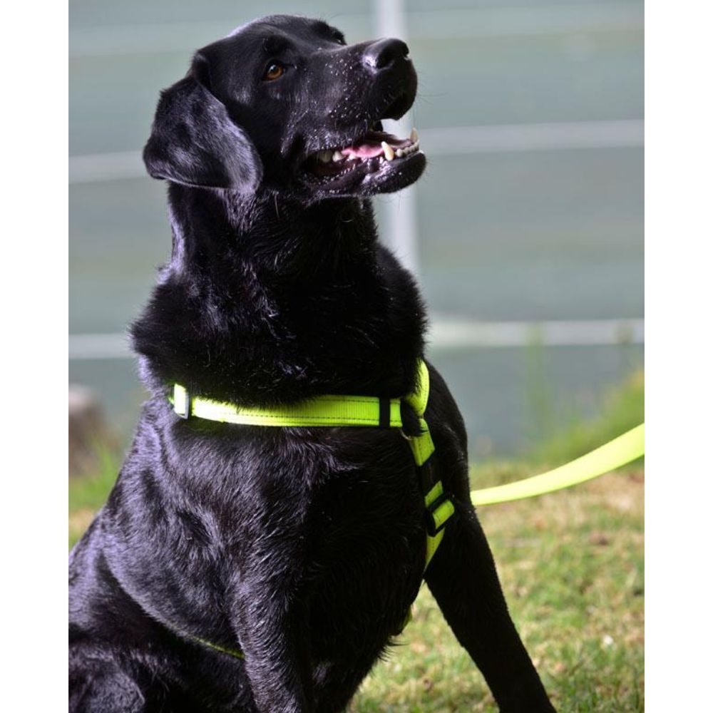 Rogz Classic Dog Lead Reflective Stitching, Dayglo Yellow S, M, L, XL image