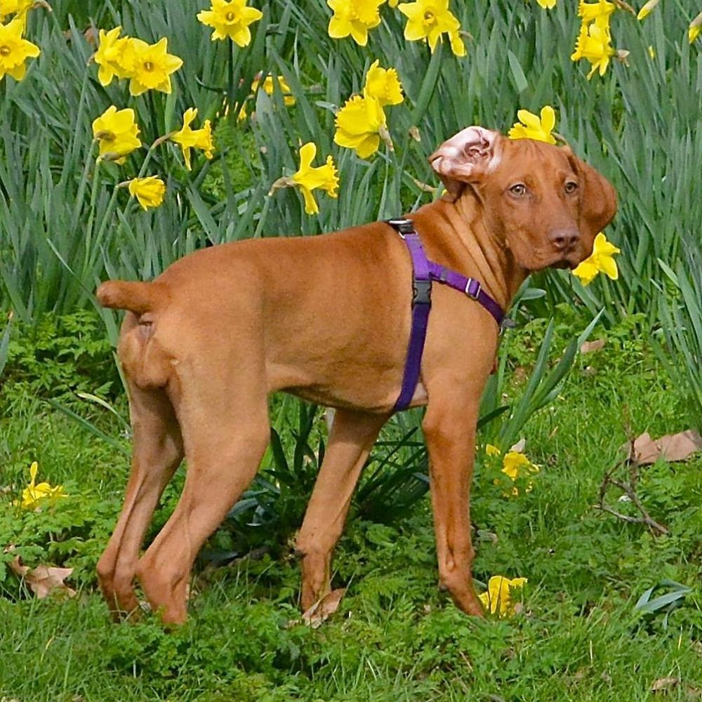 Freedom No Pull Dog Harness Purple (XSmall 1.6cm) image