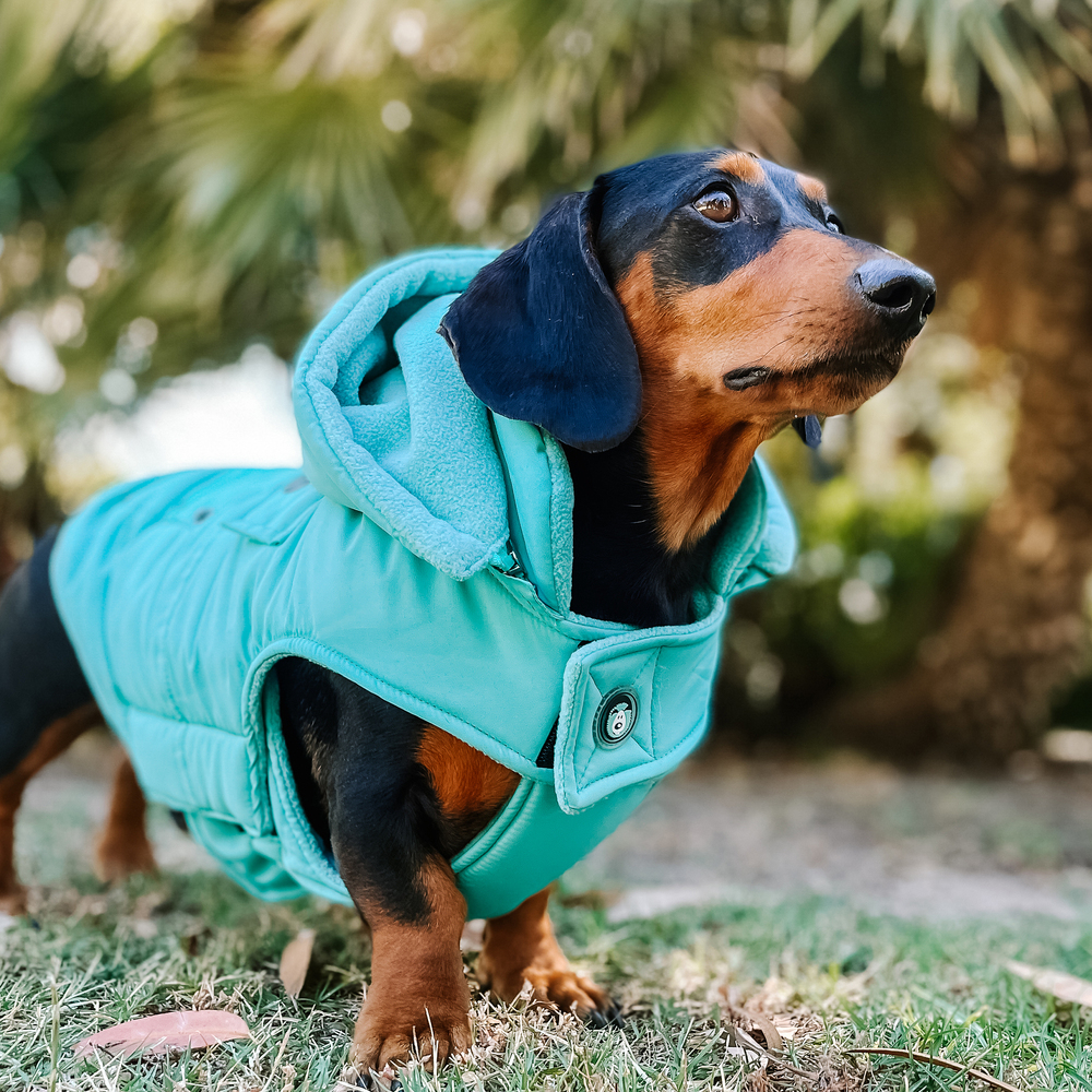 Gangsta' Street Couture Dog Puffer Jacket by HUSKIMO AUSTRALIA