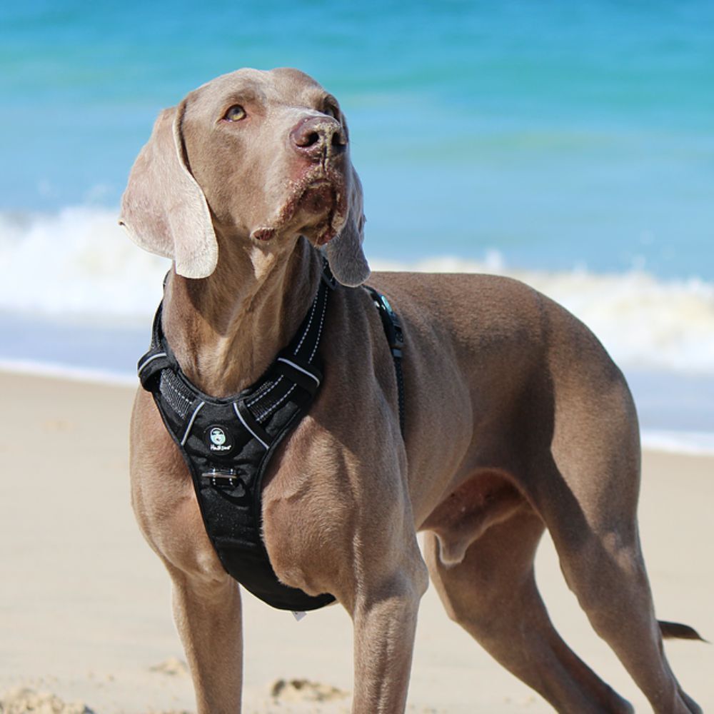 Huskimo Ultimate Dog Harness Black Dark Sky XS, S, M, L, XL image
