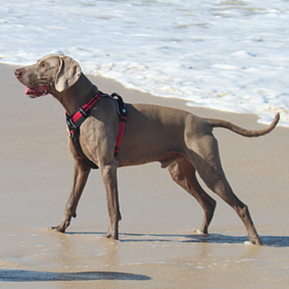 Huskimo Ultimate Dog Harness Uluru Red XS, S, M, L, XL image