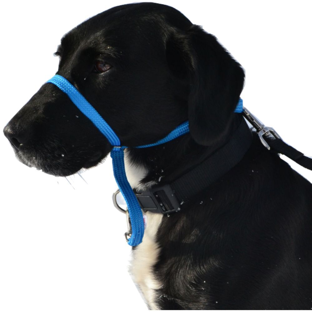 K9 Bridle Dog Training Head Halter Blue image
