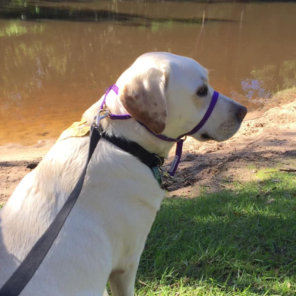 K9 Bridle Dog Training Head Halter Purple image