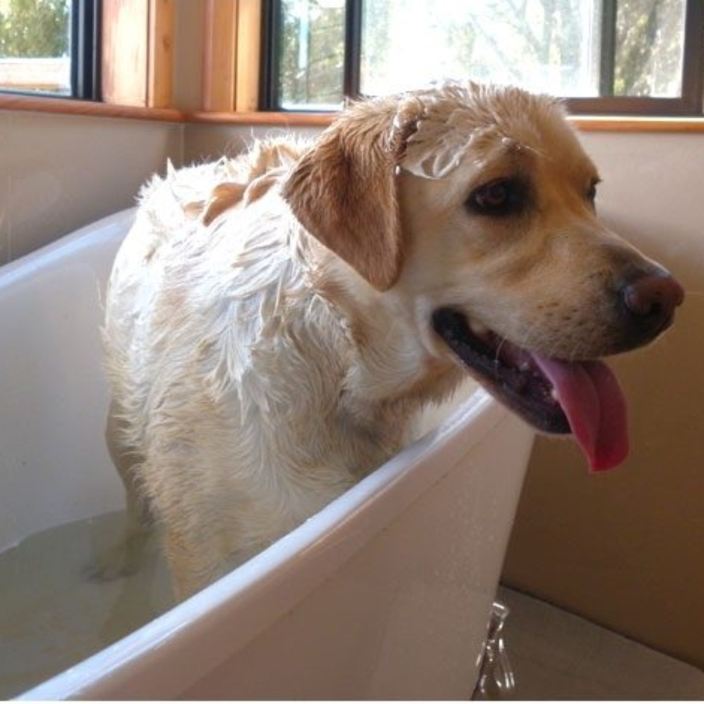 WashBar Original Soap for Dogs 100g image
