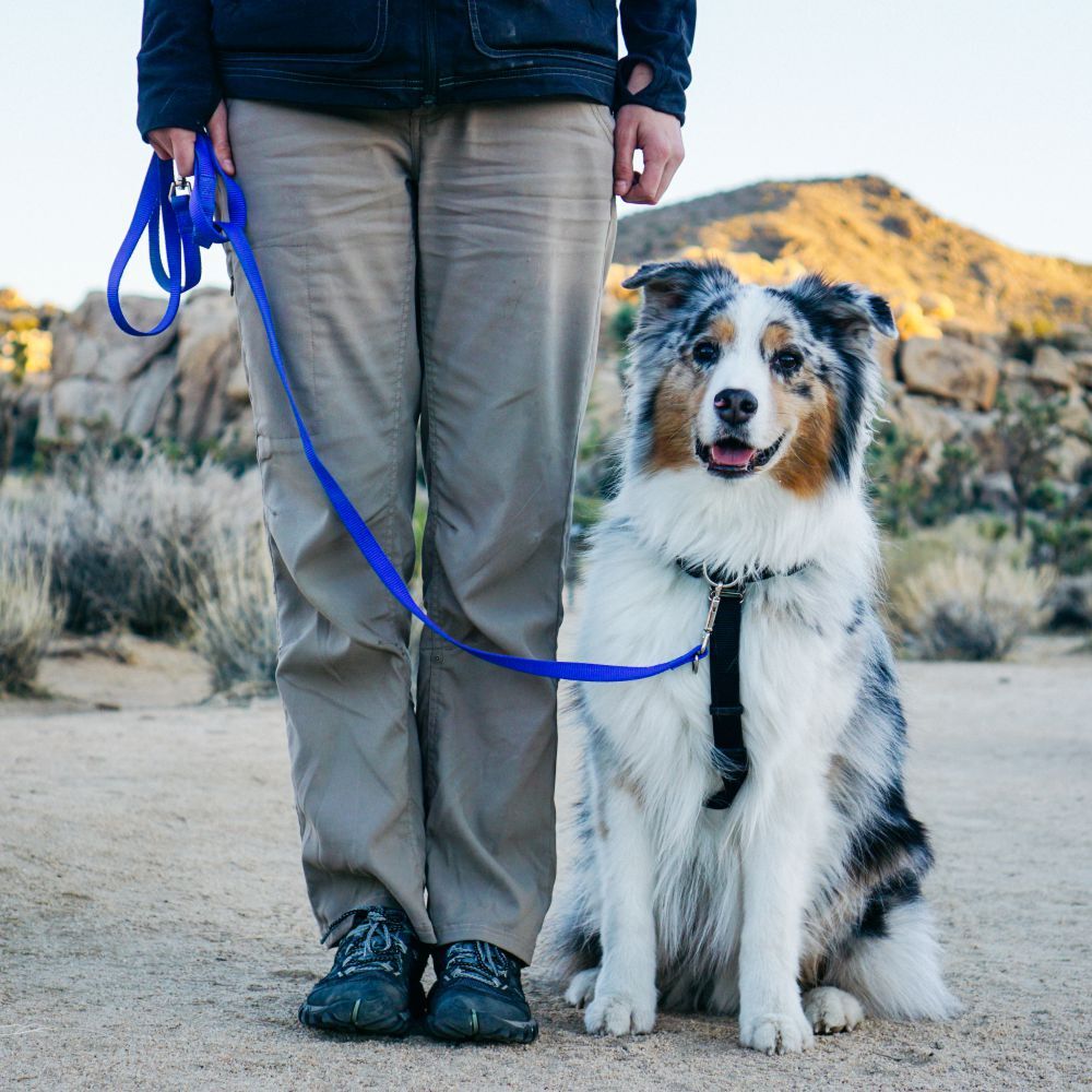 Blue-9 Multi-Function Leash Blue image
