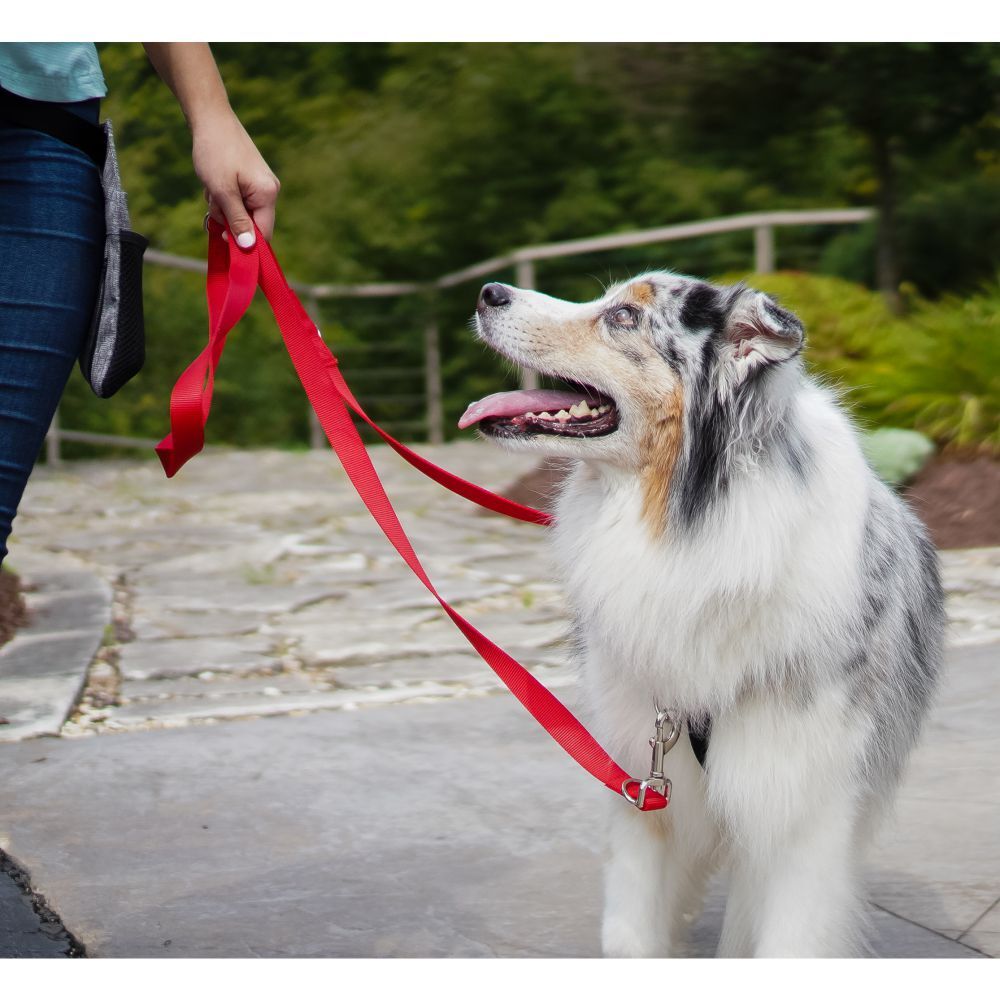 Blue-9 Multi-Function Leash Red image