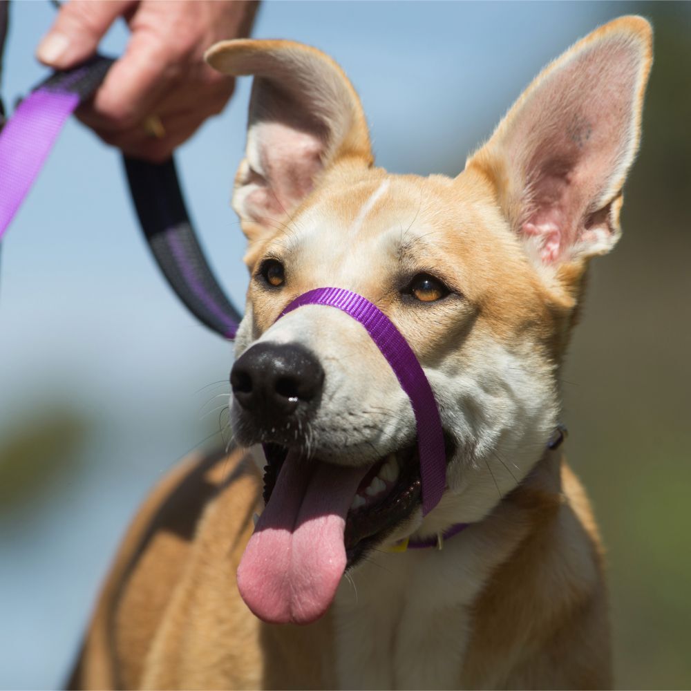 Canny Collar Dog Head Halter - Purple Size 3 (33cm - 38cm) image